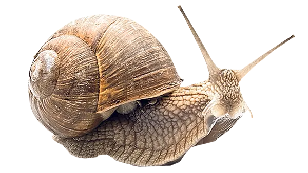 slow guitar